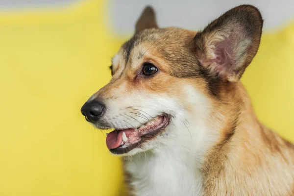 Close Portrait Cute Corgi Dog Sitting Yellow Couch Home Looking — Free Stock Photo