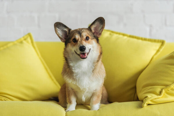 милый корги собака сидит на желтом диване дома и смотрит в камеру
