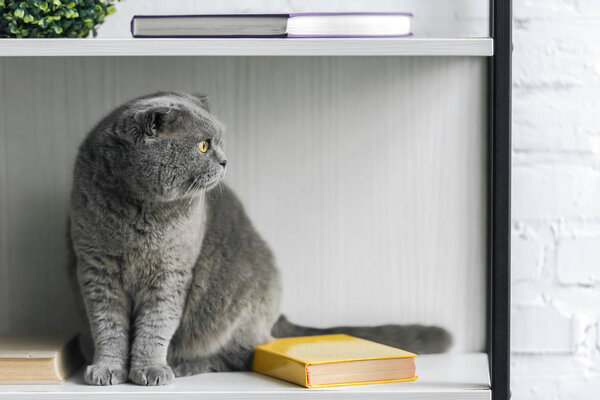 adorable grey scottish fold cat sitting on bookshelf and looking away