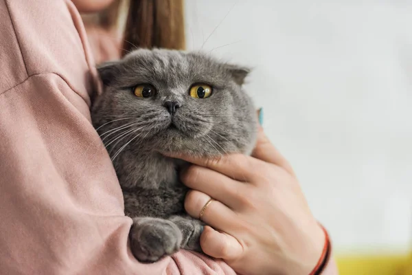 Обрезанный Снимок Женщины Несущей Милого Шотландского Складного Кота — стоковое фото