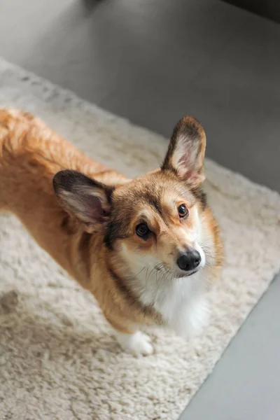 Lindo Cachorro Corgi Pie Alfombra Mirando Hacia Arriba Imagen De Stock