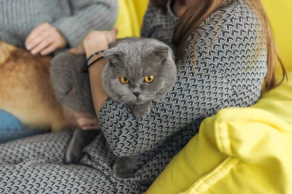 Abgeschnittene Aufnahme Einer Frau Die Eine Schottische Faltkatze Trägt Während Stockbild