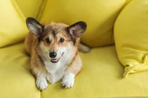 Niedlicher Corgi Hund Liegt Hause Auf Gelbem Sofa lizenzfreie Stockbilder
