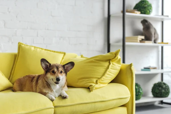 Entzückender Corgi Hund Liegt Hause Auf Gelbem Sofa lizenzfreie Stockfotos