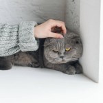 Cropped shot of girl petting grey cat while he sleeping on windowsill