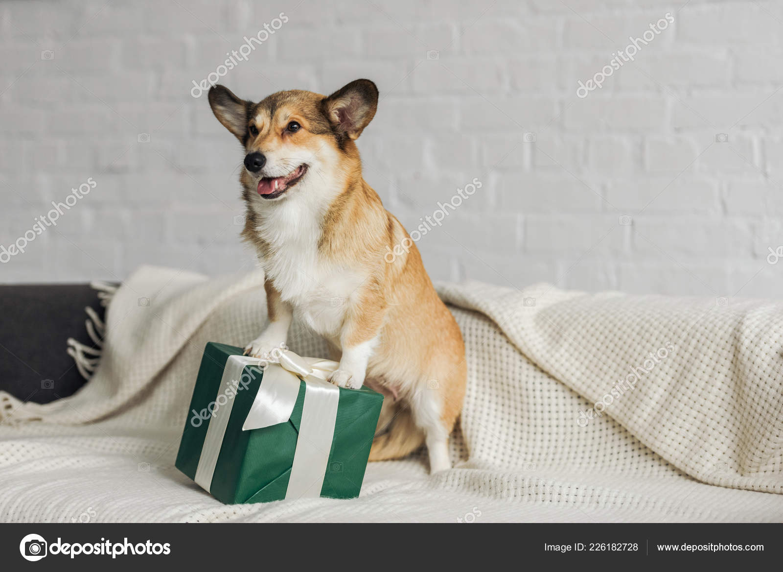 Adorable Corgi Dog Gift Box Standing 