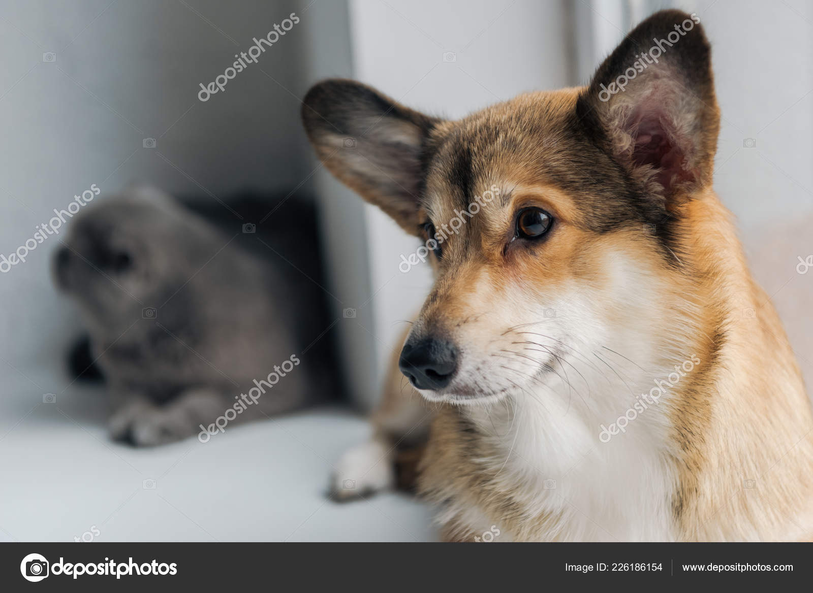 Close Shot Adorable Scottish Fold Cat Corgi Dog Lying Windowsill
