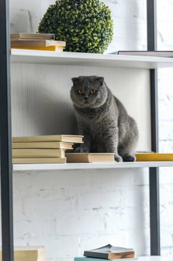 kitaplık üzerinde oturan ve kameraya bakarak İskoç fold sevimli kedi