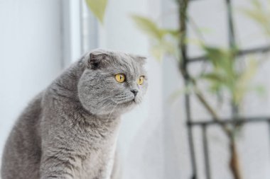 İskoç fold kedi evde pencere kenarında oturan heyecanlı