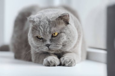 kedi evde pencere kenarında yalan yakın çekim çekim İskoç fold