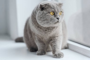 scottish fold cat sitting on windowsill at home clipart