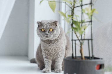 evde pencere kenarında oturan ve kameraya bakarak İskoç fold kedi