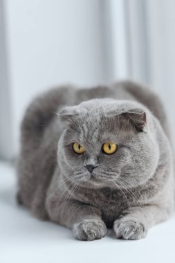 İskoç fold kedi kenarında rahatlatıcı yakın çekim çekim