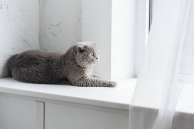 evde pencere kenarında yalan ve pencereden bakarak İskoç fold sevimli kedi