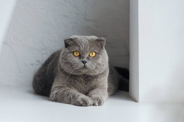 adorable scottish fold cat looking at camera clipart