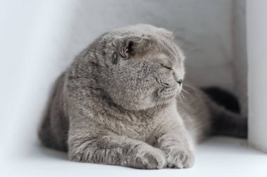 pencere kenarında uyuyan kedi yakın çekim çekim çok güzel scottish fold