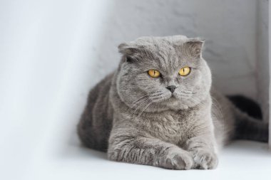 kedi kenarında perdenin arkasında yatan yakın çekim çekim çok güzel scottish fold