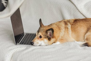 çok güzel corgi köpek kanepede dizüstü bilgisayar ile yalan