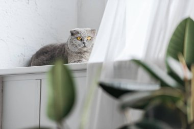 İskoç fold kedi kenarında yalan ve kameraya bakıyor