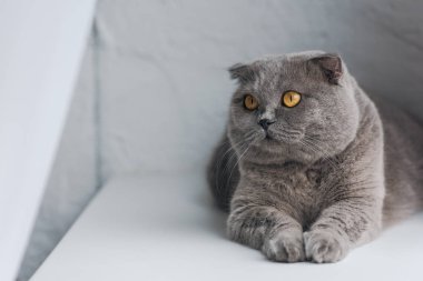 pencere kenarında yalan ve uzağa bakarak şirin gri kedi yakın çekim çekim