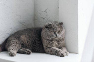 pencere kenarında uyuyan sevimli gri kedi yakın çekim çekim