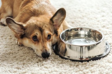 adorable corgi dog with bowl of water lying on carpet at home
