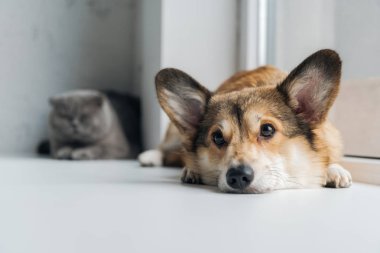çok güzel scottish fold kenarında yan yana yatarken kedi ve corgi köpek