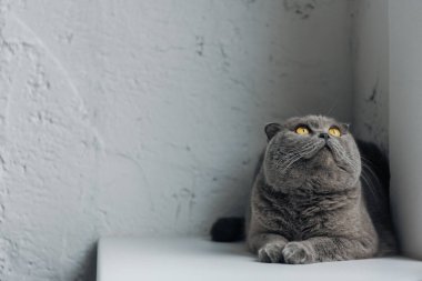 pencere kenarında yalan ve ararken kedi şirin İskoç yakın çekim çekim kat