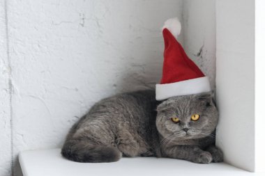 pencere kenarında yalan santa şapka İskoç fold sevimli kedi yakın çekim çekim