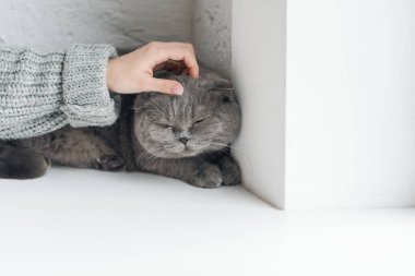 kırpılmış kazak sevişme gri kedi o pencere kenarında uyku sırasında kız kadeh