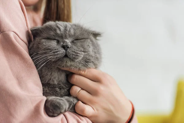 裁剪拍摄的妇女携带可爱的苏格兰折叠猫 — 图库照片