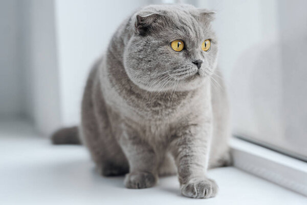 scottish fold cat sitting on windowsill at home