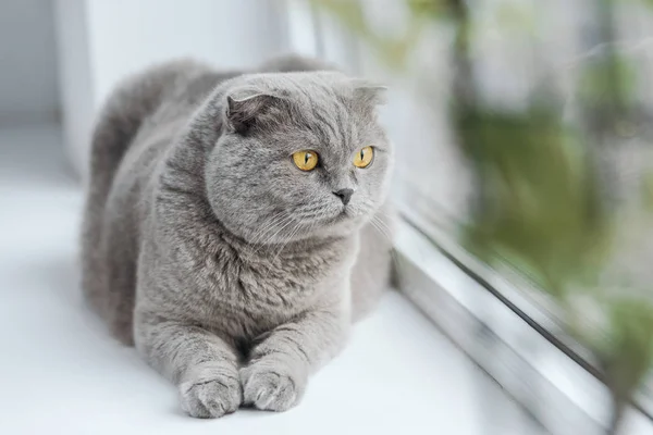 Skotské Klapouché Kočky Relaxaci Parapetu Doma Dívat Skrz Okno — Stock fotografie