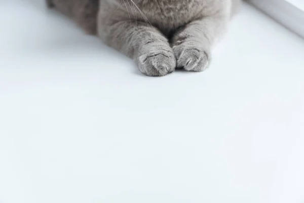 Oříznutý Snímek Šedá Kočka Ležící Bílý Povrch — Stock fotografie