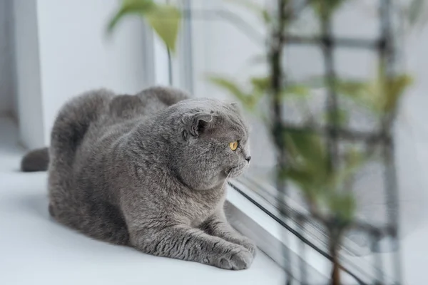 Zbliżenie Ładny Kot Szkocki Prostej Leży Parapecie Domu Patrząc Przez — Zdjęcie stockowe