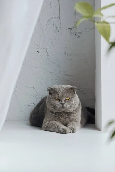 unhappy scottish fold cat lying on windowsill at home and looking at camera
