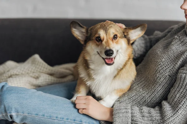 Kadının Onu Corgi Köpek Ile Kanepede Rahatlatıcı Kırpılmış Atış — Stok fotoğraf