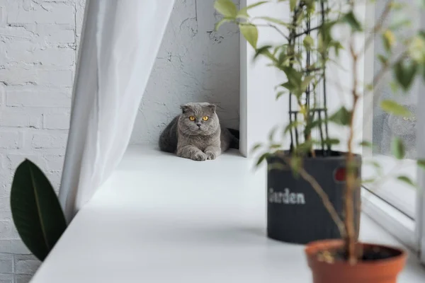 Adorable Escocés Plegable Gato Acostado Windowsill Casa Mirando Cámara —  Fotos de Stock