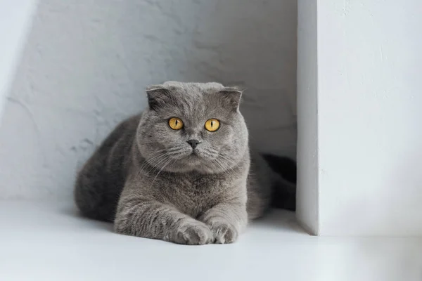 Entzückende Schottische Faltkatze Blickt Die Kamera — Stockfoto