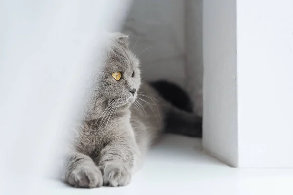 Zbliżenie Ładny Scottish Fold Kot Leżący Parapecie Kurtyną Patrząc Przez — Zdjęcie stockowe