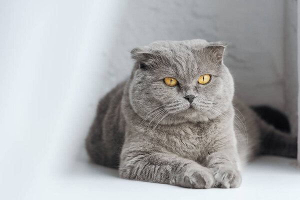 close-up shot of adorable scottish fold cat lying on windowsill behind curtain