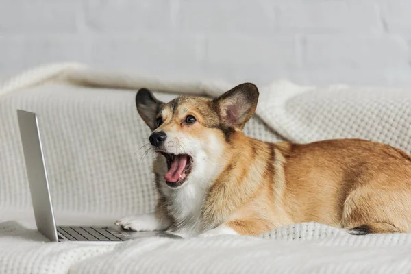 Adorabile Cane Corgi Sdraiato Sul Divano Con Laptop Sbadiglio — Foto Stock