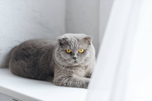 close-up shot of scottish fold cat lying on windowsill and looking at camera