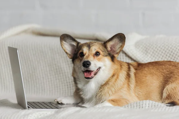Niedlicher Corgi Hund Liegt Auf Couch Mit Laptop — Stockfoto