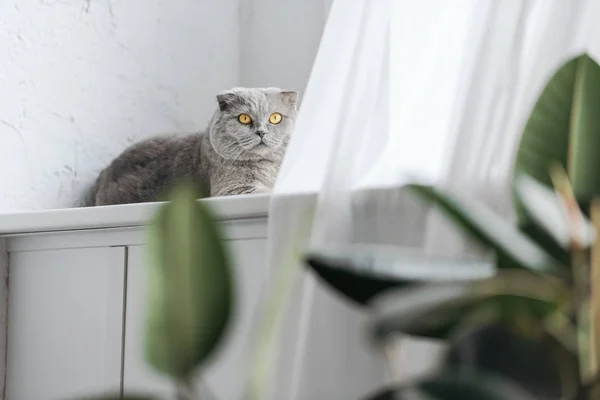 Schottische Faltkatze Liegt Auf Fensterbank Und Blickt Kamera — Stockfoto