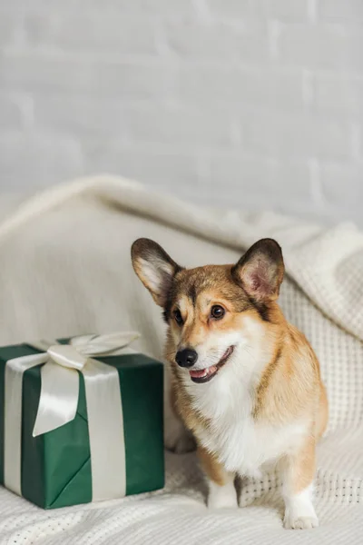cute corgi dog with gift box standing on couch