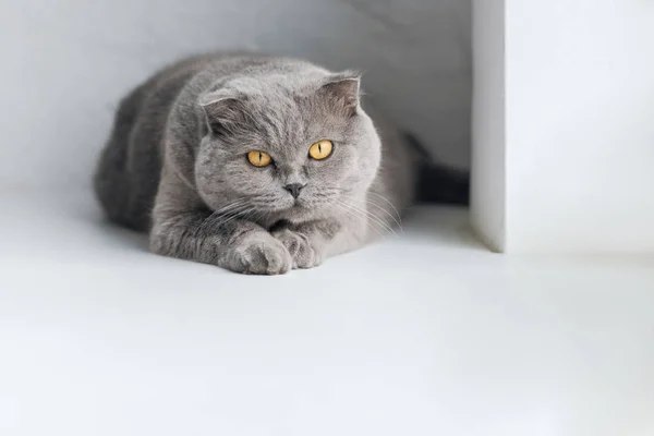 Close Shot Adorable Grey Cat Lying Windowsill Looking Camera — Stock Photo, Image