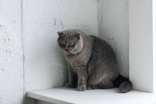 Nahaufnahme Einer Entzückenden Grauen Katze Die Auf Der Fensterbank Sitzt — kostenloses Stockfoto