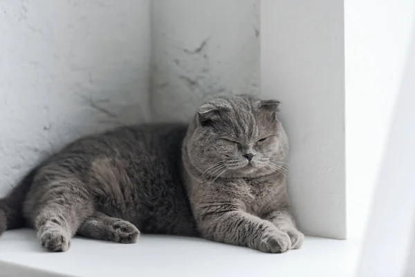 Zbliżenie Ładny Szary Kot Śpi Parapecie — Zdjęcie stockowe