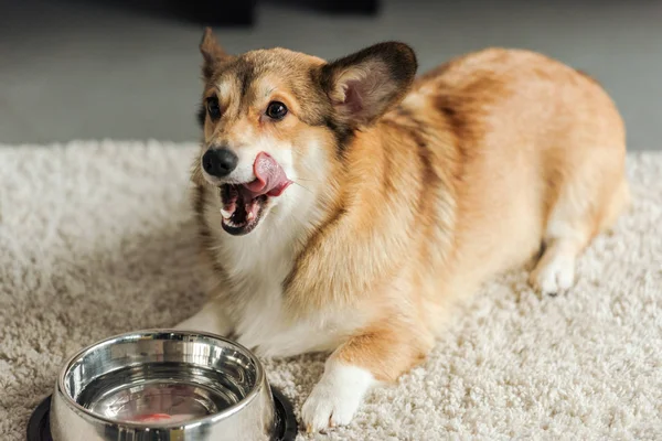 카펫에 그릇으로 귀여운 Corgi 강아지 — 스톡 사진